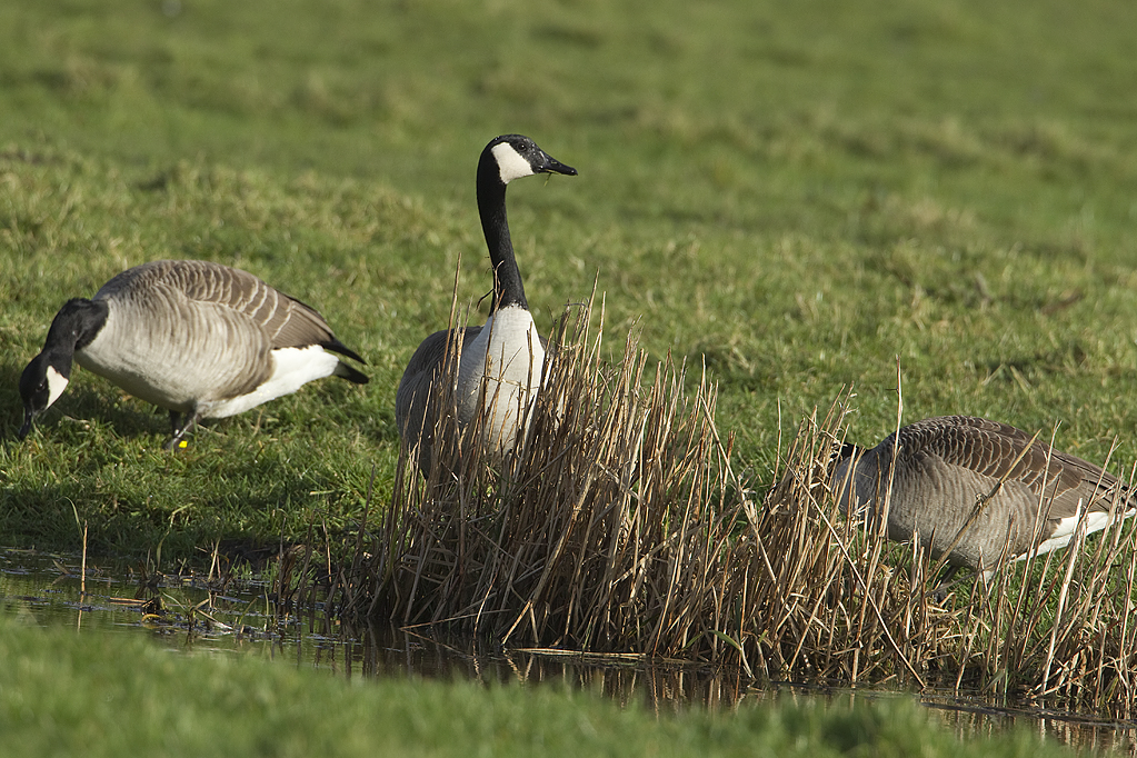 Branta canadensis Canada Goose Canadese gans